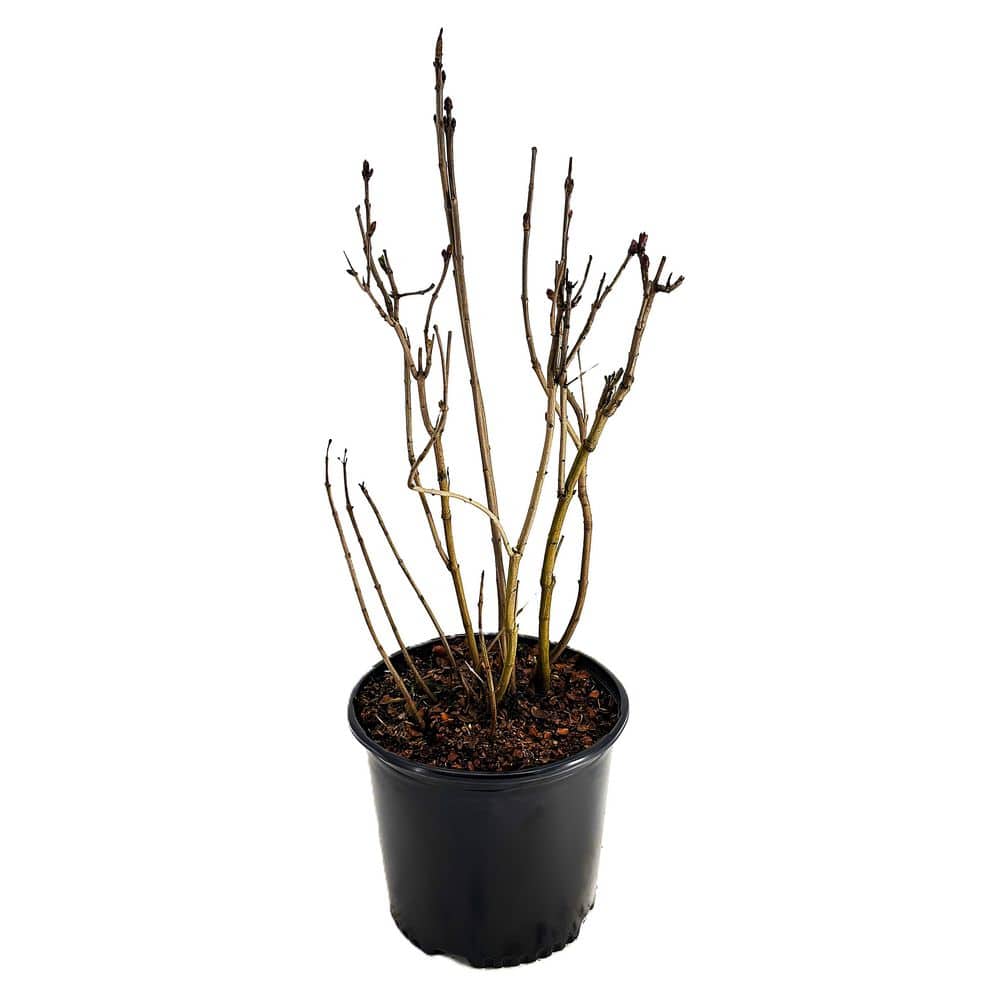 2.25 Gal. Charles Joly Lilac (Syringa v. 'Charles Joly') Live