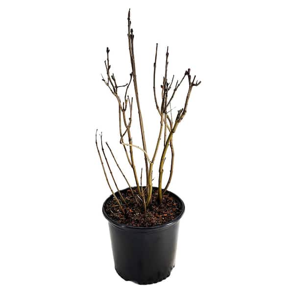 チャチャリーナ 2.25 Gal. Charles Joly Lilac (Syringa v. 'Charles Joly') Live