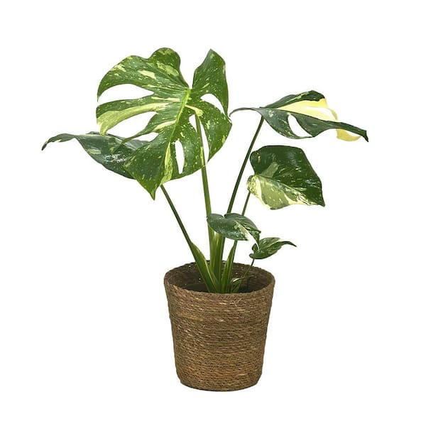 Mysteria Monstera Deliciosa Thai Constellation Spotsylvania in 7 in. Jute Wicker Basket