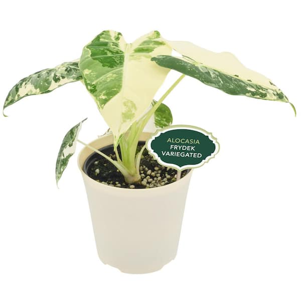 Arcadia Garden Products 4 in. Alocasia Frydek Variegated Plant in Beige Plastic Pot Cover Planter