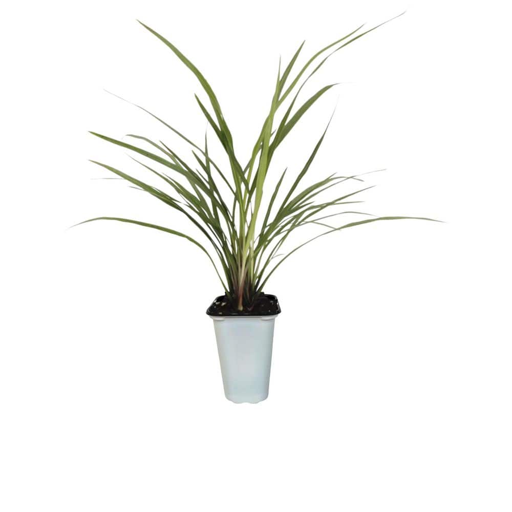 MASTERPIECE FLOWER COMPANY 1 Pint Dracaena Spike Annual Plant with
