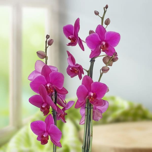 national PLANT NETWORK 5 in. Purple Orchid Plant in Ceramic Pot