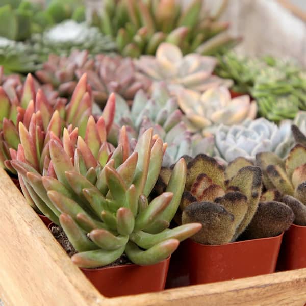 Element by Altman Plants 2" Multi-color Succulent Live Plants (12 Pack)