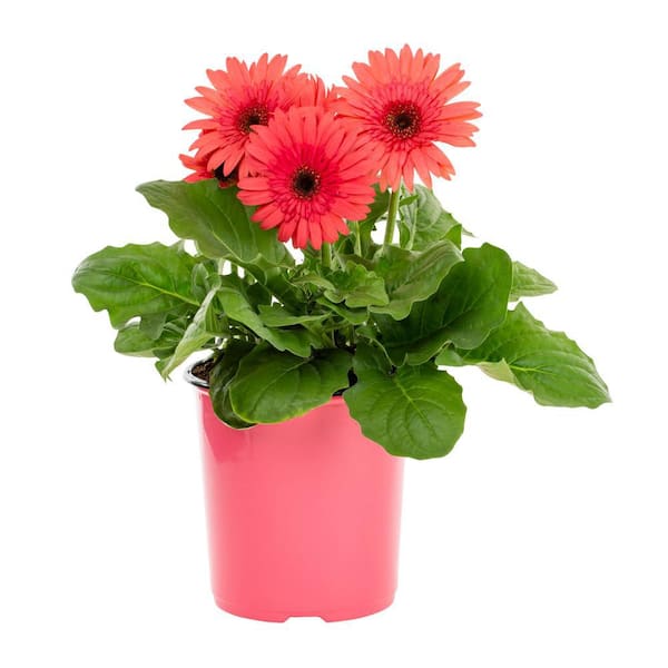 METROLINA GREENHOUSES 2.5 Qt. Gerbera Daisy Annual Plant