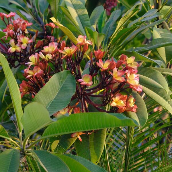 plumeria☆ Mark #5 - Buyplumerias.com Exclusive – BuyPlumerias.com