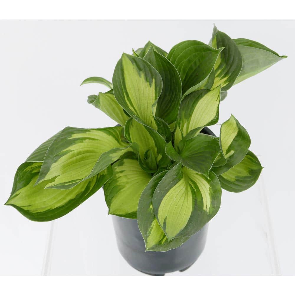 1.0 qt. Perennial Hosta Yellow Variegated