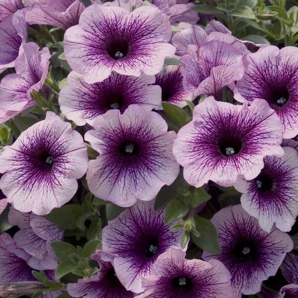 Vigoro 2.6 qt. Durabloom Blue Petunia Annual Plant With Blue Flowers ...