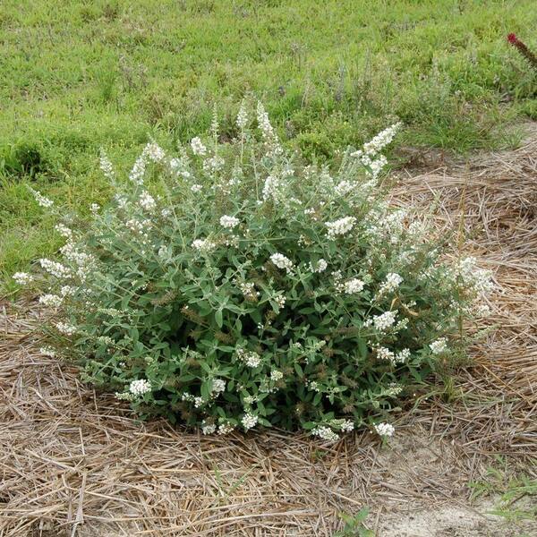 PROVEN WINNERS 4.5 in. Qt. Lo and Behold 'Ice Chip' Butterfly Bush (Buddleia) Live Shrub, White Flowers