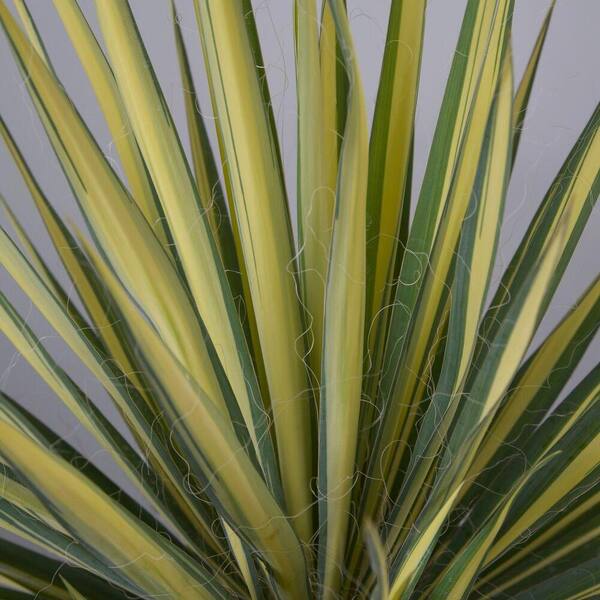 Vigoro 2 Gal. Color Guard Yucca(Adam's Needle), Live Plant, Unique Variegated Blade-Shaped Foliage