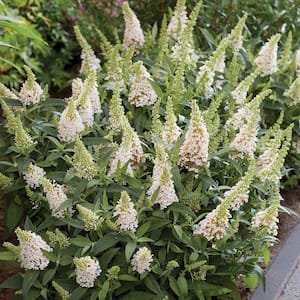 2.5 qt. Lil' Coconut Butterfly Bush (Buddleia) Live Shrub Plants, White Flowers