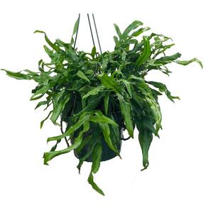 Kangaroo Fern Plant (Microsorum diversifolium) in 8 in. Hanging Basket