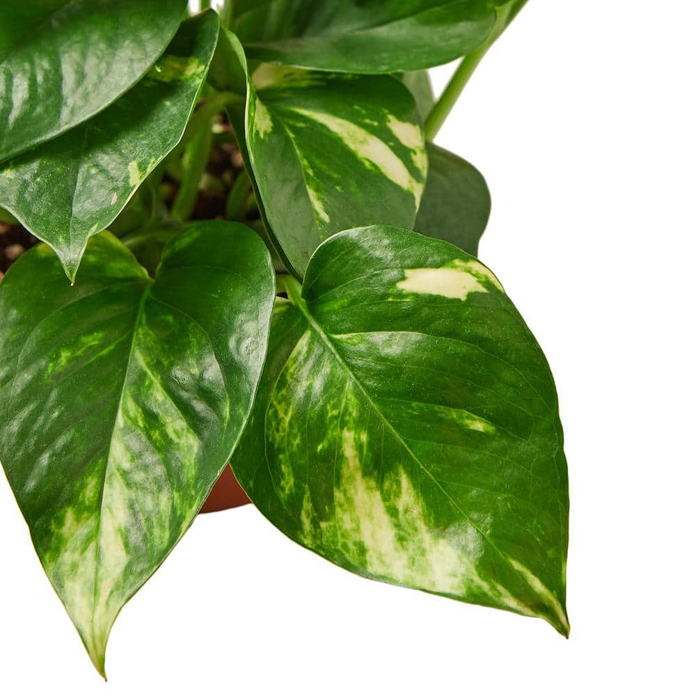 Golden Pothos 4" Nursery Pot Indoor/Outdoor Plant