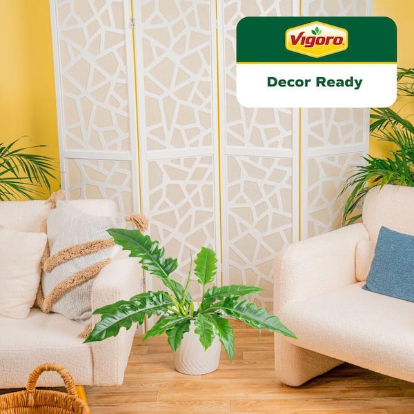 Grower's Choice Philodendron Plant in 10 in. White Decor Pot, Avg. Shipping Height 2-3 ft. Tall