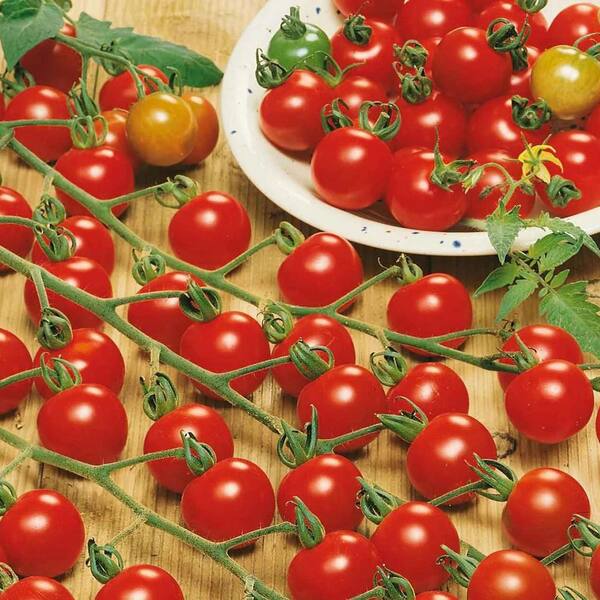Burpee Supersweet Tomato Live Vegetable Garden Pack In 4 in