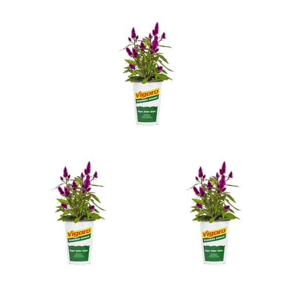 Vigoro 2 qt. Celosia Woolflower Intenz Dark Purple Annual Plant (3-Pack ...