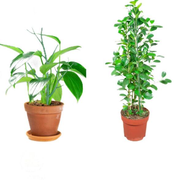 monstera verschicken Monstera deliciosa | Fensterblatt