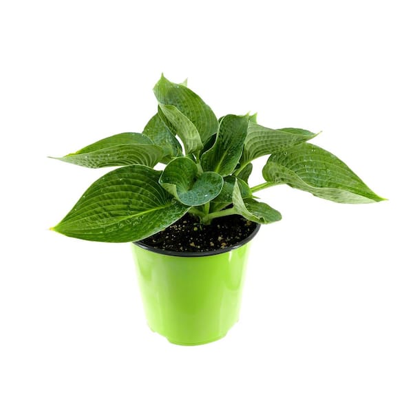Unbranded Perennial Hosta Blue Angel 1.5 Gal.