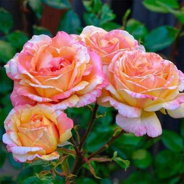 Vigoro 2 Gal. Peach Swirl Rose with Variegated Peach Flowers in