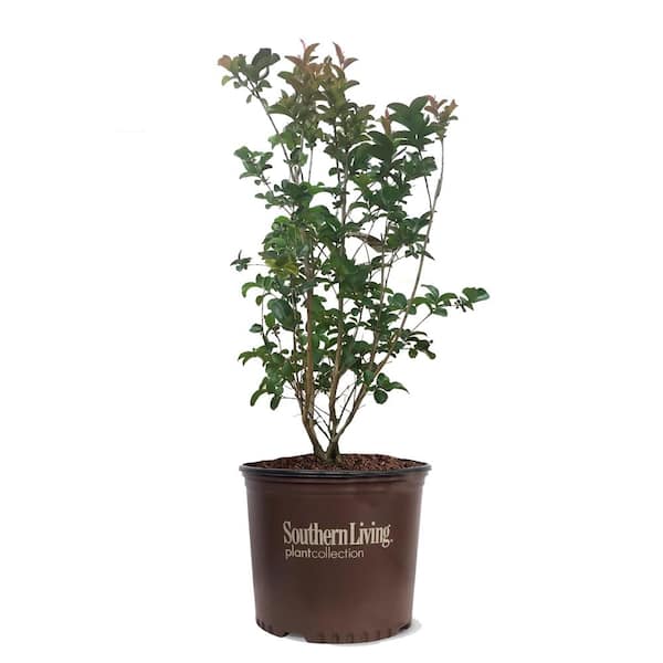 3 Gal. Miss Frances Crape Myrtle Tree