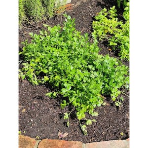 1.5 Qt. Herb Plant Flat Leaf Parsley in 6 In. Deco Pot (2-Plants)
