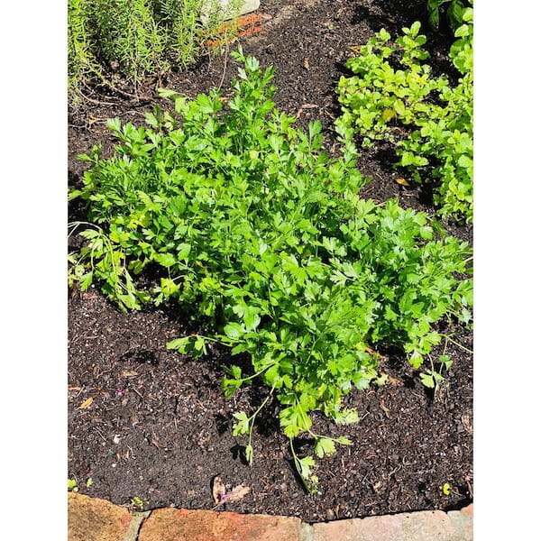 1.5 Qt. Herb Plant Flat Leaf Parsley in 6 In. Deco Pot (2-Plants)