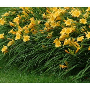 2.5 Qt. Stella D'Oro Daylily Live Flowering Perennial Plant with Yellow Flowers