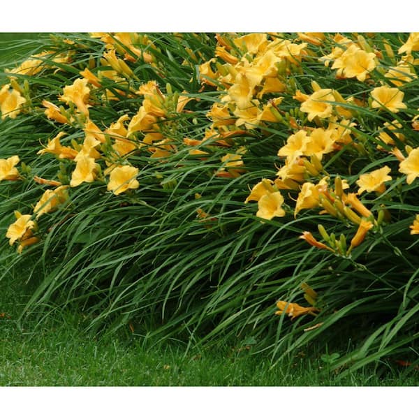 BELL NURSERY 2.5 Qt. Stella D'Oro Daylily Live Flowering Perennial Plant with Yellow Flowers