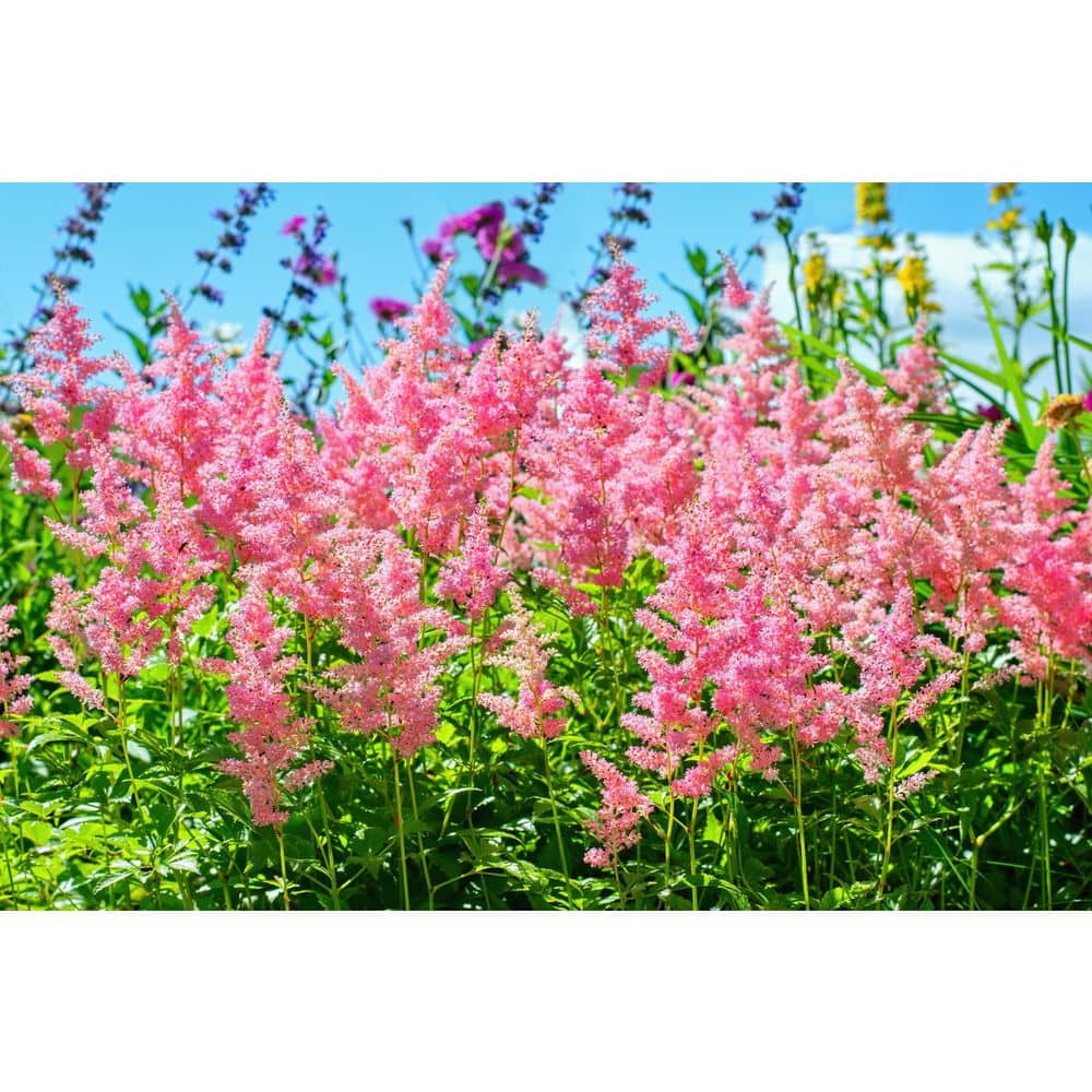 Online Orchards 1 gal. Rheinland Astilbe Flowering Shrub (2-Pack