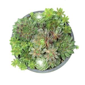 8 in. Sempervivum Bowl