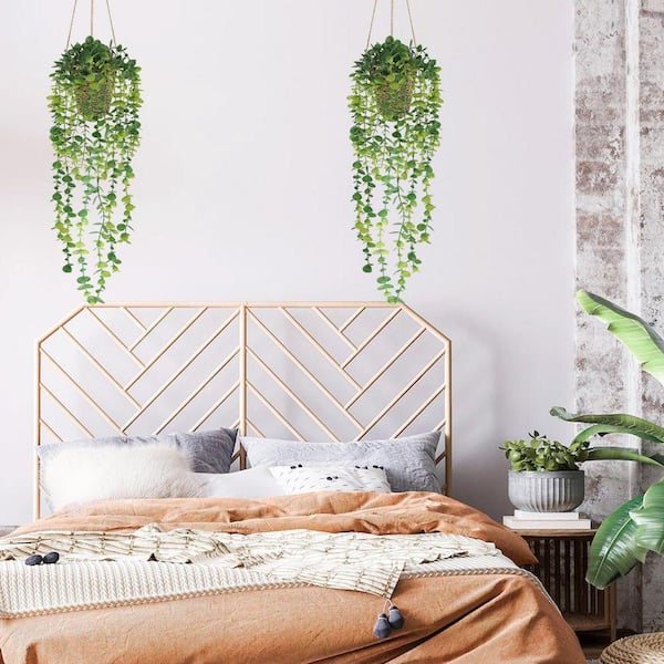 buy philodendron brandtianum Philodendron brandtianum — Ecuagenera Orquídeas del Ecuador main image 1