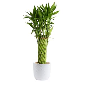 Costa Farms Exotic Angel Plants Growers Choice in 8 in. Hanging