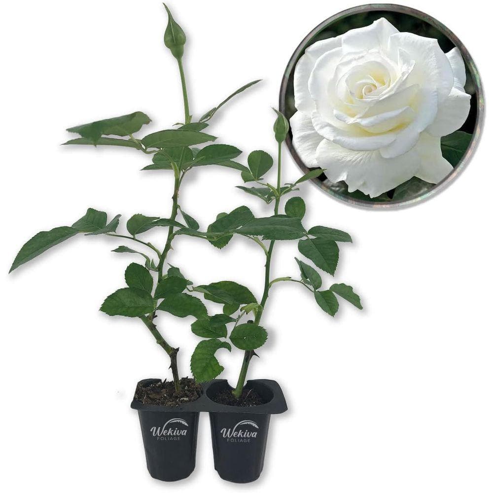 Wekiva Foliage JFK Rose Bush- 2 Live Starter Plants in 2 in