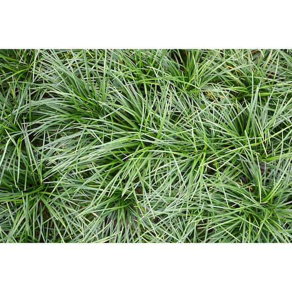 1qt. Mondo Grass in 4.7 in. Grower's Pot