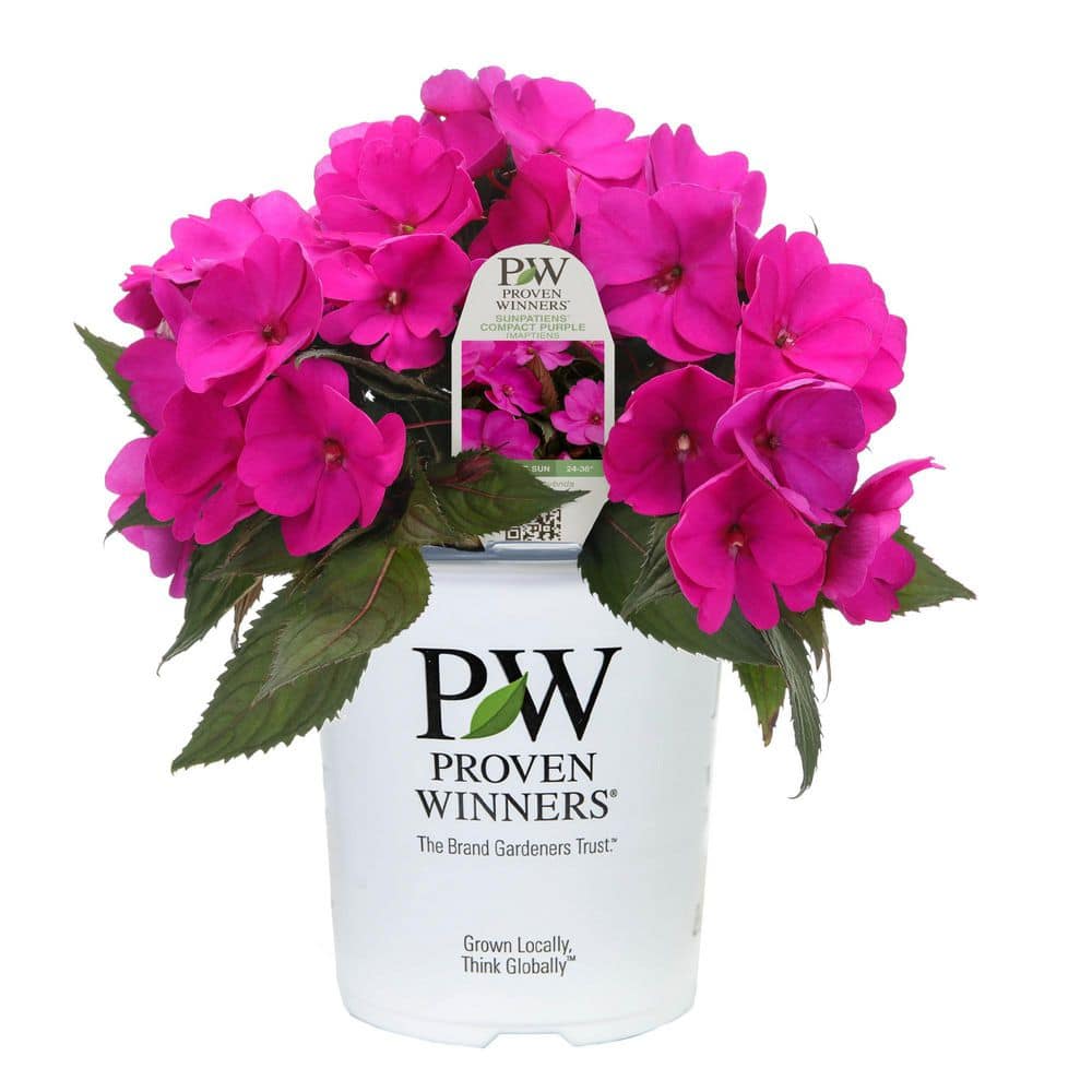 Proven Winners 7 in. Royale Proven Selections SunPatiens Compact