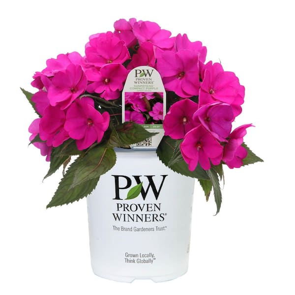 Proven Winners 7 in. Royale Proven Selections SunPatiens Compact