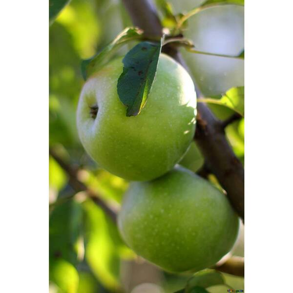 Save on Apples Granny Smith Organic Order Online Delivery