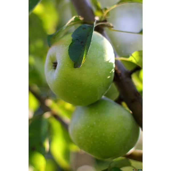 Organic Apple Granny Smith, 48 Ounce