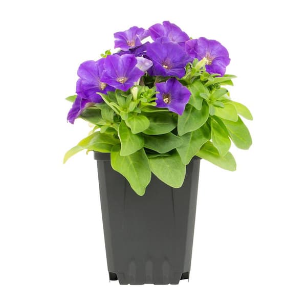 METROLINA GREENHOUSES Petunia Annual Plant (1-Plant)