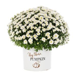 3 Qt. Live White Chrysanthemum (Mum) Plant for Fall Porch or Patio in Decorative Hey There Pumpkin Tin (1-Pack)