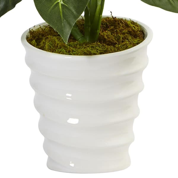 palm fern plant Fern Palm