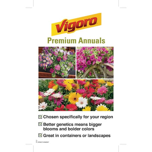 Vigoro 1 Qt. Doublet Rose Begonia Plant 27255 - The Home Depot