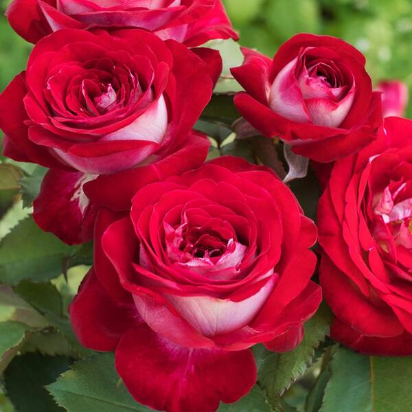 Spring Hill Nurseries 2 in. Pot Love at First Sight Hybrid Tea Rose, Red Color Flowers Live Potted Plant (1-Pack)