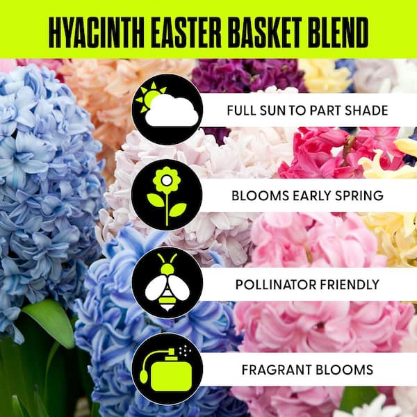 Hyacinths Bulbs Easter Basket Blend (Set of 12)