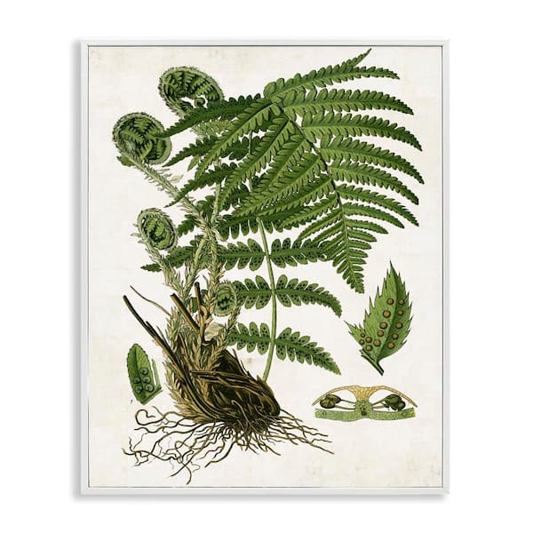 Curved Ferns Study by Susan Arnot White Framed Nature Giclee Art Print 20 in. x 16 in.