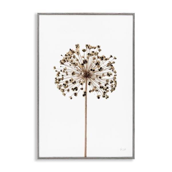 Stupell Industries Minimal Allium Bud by Deborah Revell Gray Framed Nature Giclee Art Print 24 in. x 16 in.