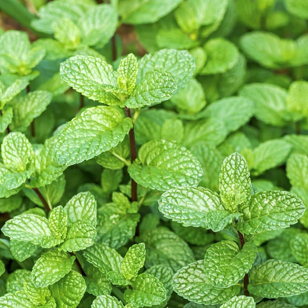 4-Inch Peppermint Herb Plant Pack, Fragrant and Edible