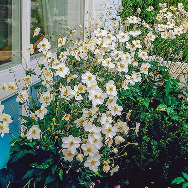 Spring Hill Nurseries White Flowering Perennials Honorine Jobert Japanese  Anemone Multi-Pack, Live Bareroot Plant (3-Pack) 82506 - The Home Depot