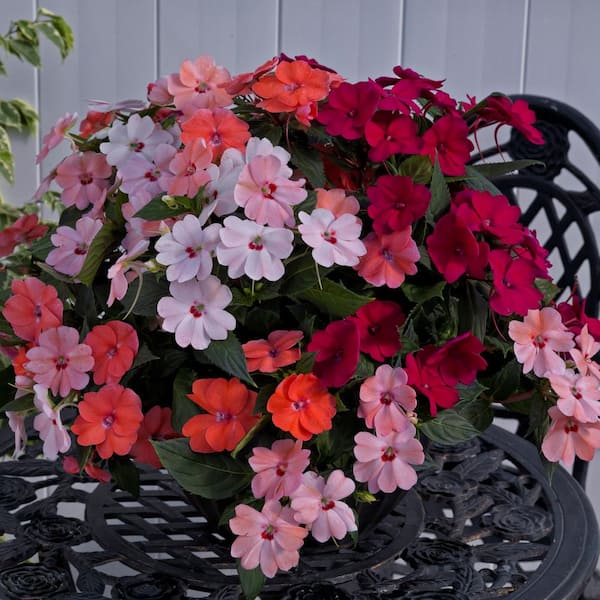 SunPatiens 4 In. Multicolor SunPatiens Impatiens Outdoor Annual Plant with Magenta and Pink Flowers (3-Plants)