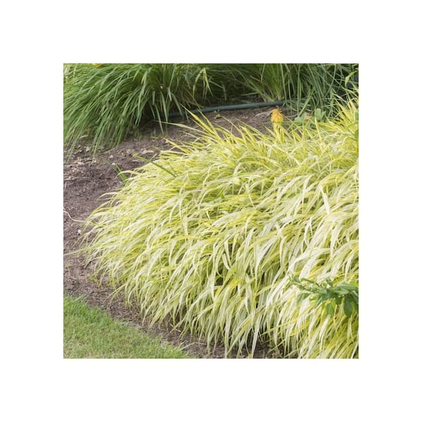 Online Orchards 1 gal. Lemon Zest Japanese Forest Grass – Bright