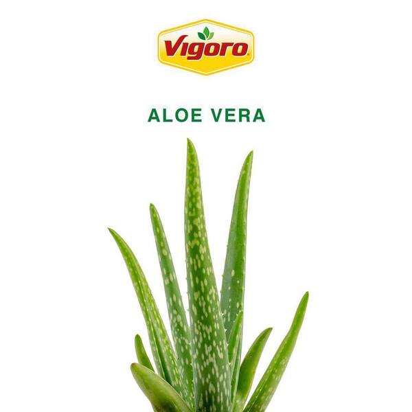 aloe vera terrasse Aloe vera - Aloe vera